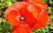 Mohn800